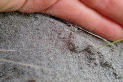 Anoteropsis litoralis