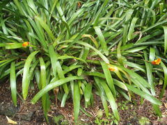Aechmea comata
