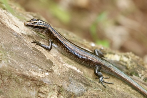 Copper-tailed Skink
