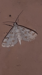 Parapoynx stagnalis