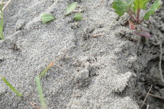 Anoteropsis litoralis