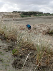 Anoteropsis litoralis