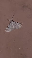 Parapoynx stagnalis