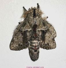 Euglyphis submarginalis