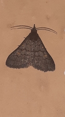 Herminiinae