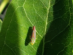 Graphocephala coccinea