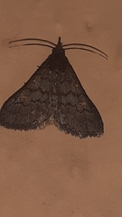 Herminiinae