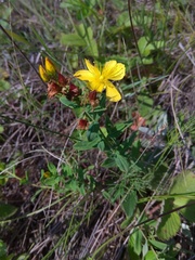 Hypericum attenuatum