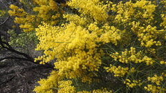 Acacia adunca