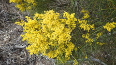 Acacia adunca