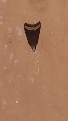 Lepidoptera