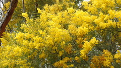 Acacia adunca