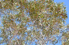 Eucalyptus armillata, photograph (c) Cal Wood, some rights reserved (CC BY)