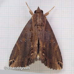 Ercheia cyllaria