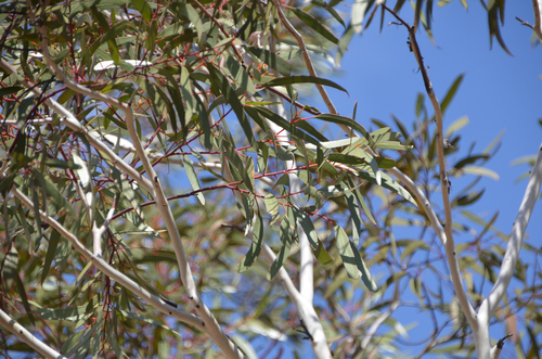 Eucalyptus armillata, photograph 5