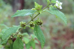 Lantana hirta