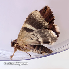Ercheia cyllaria