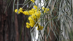 Acacia adunca
