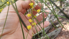 Acacia adunca