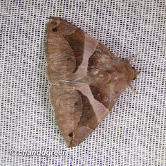 Bastilla arcuata