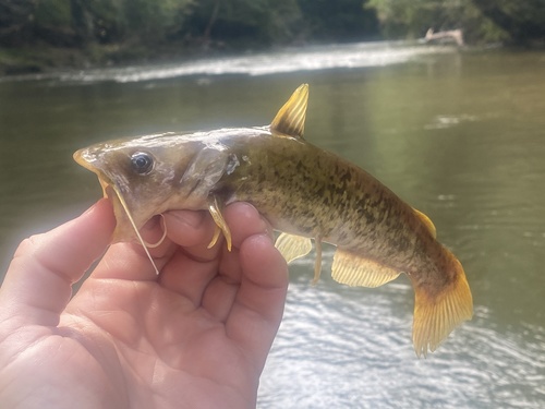 Bullhead (Ameiurus platycephalus) — Ictaluridae — 3