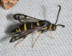 Synanthedon decipiens