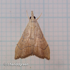 Ptychopseustis plumbeolinealis