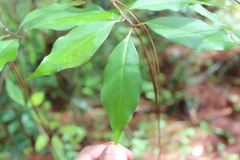 Prunus serotina