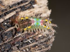 Doratifera oxleyi