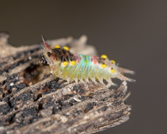 Doratifera oxleyi