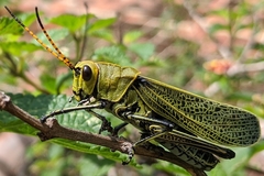 Taeniopoda picticornis