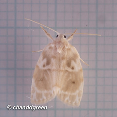 Schistophleps bipuncta