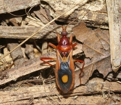 Rasahus thoracicus