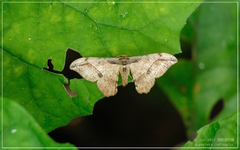 Hyposidra infixaria