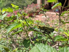 Taeniopoda picticornis