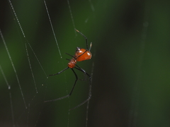 Argyrodes flavescens