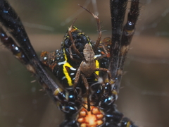 Argiope reinwardti