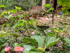 Taeniopoda picticornis