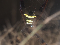 Argiope reinwardti