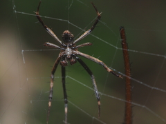 Argiope reinwardti