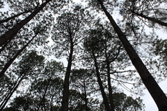 Pinus