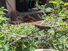 Taeniopoda picticornis