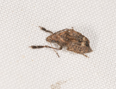 Araecerus palmaris