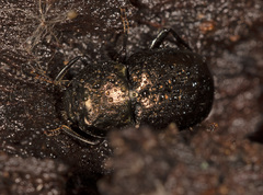 Adelium abbreviatum