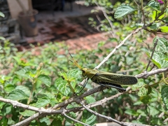 Taeniopoda picticornis