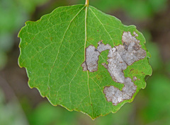 Aulagromyza tremulae