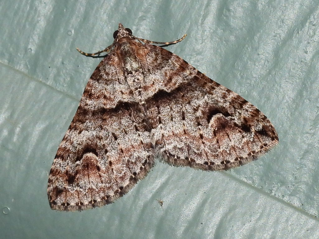 Heterochasta conglobata