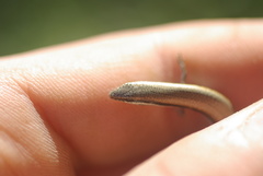 Lerista elegans