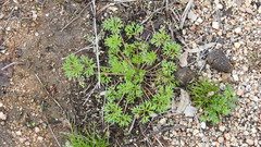 Actinotus gibbonsii