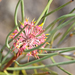 Isopogon scabriusculus - Photo (c) Cal Wood,  זכויות יוצרים חלקיות (CC BY), הועלה על ידי Cal Wood